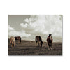 Equine Haven 6 - Animal Canvas Print by doingly