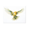 Feathered Creations - Bird 07 6 - Animal Poster Print by doingly