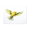 Feathered Creations - Bird 08 6 - Animal Poster Print by doingly