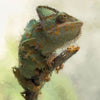 Portrait - Chameleon 2 - Animal Matte Print by doingly
