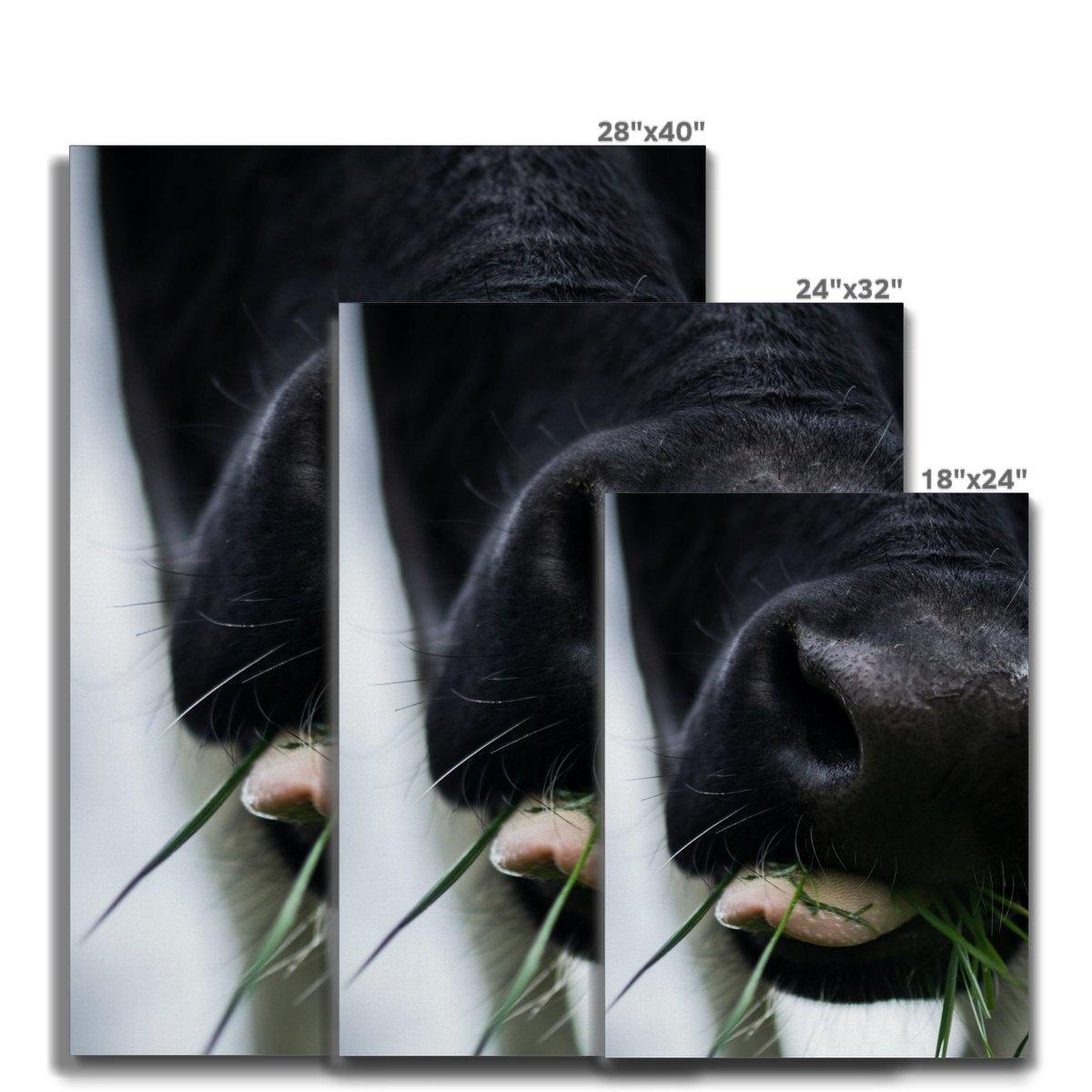 Chewing Cud 7 - Animal Canvas Print by doingly
