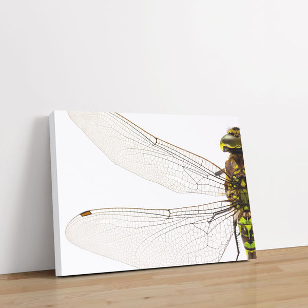 Spread Your Wings 1 - Animal Canvas Print by doingly