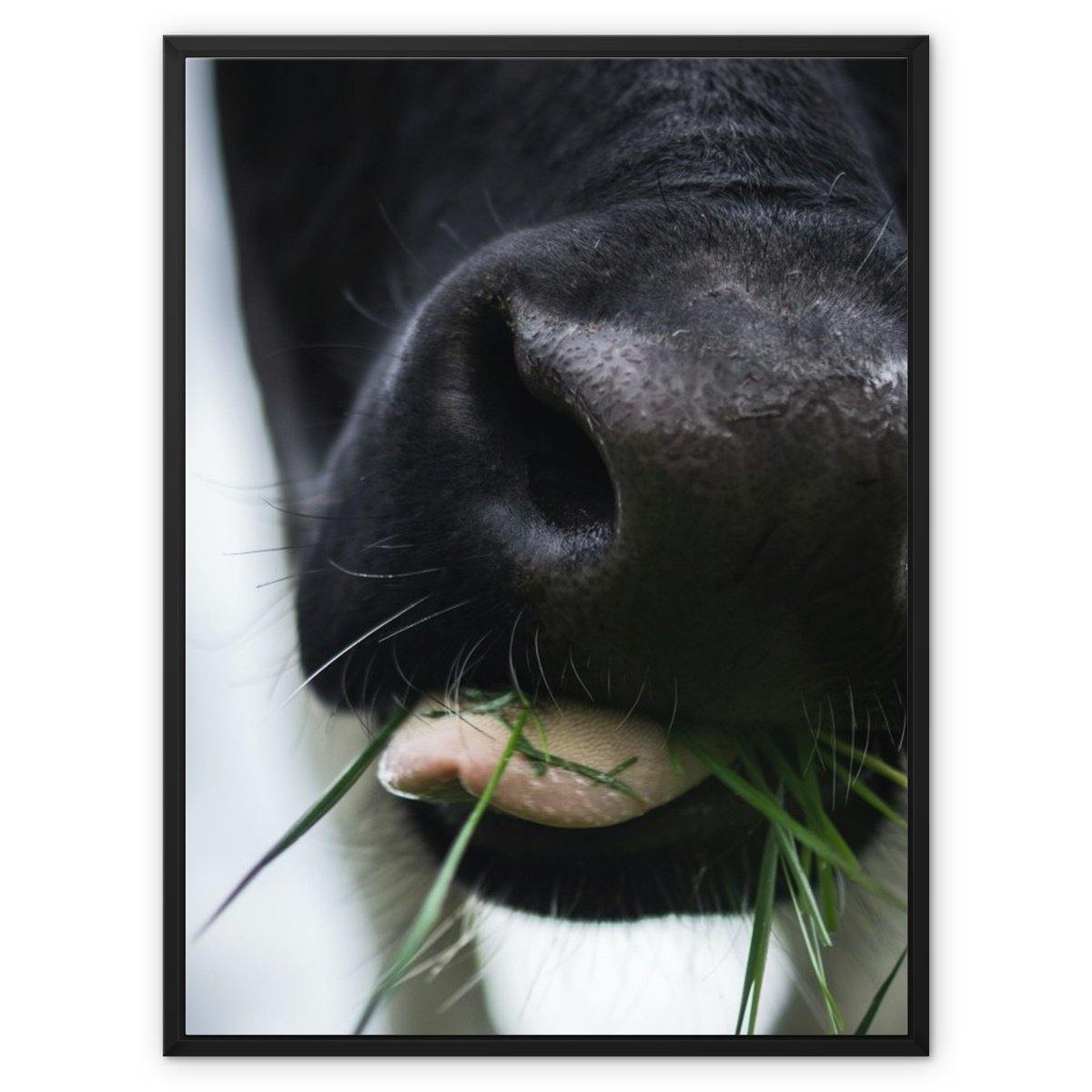 Chewing Cud 3 - Animal Canvas Print by doingly