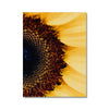 And Flowers A, B 14 - Close-ups Canvas Print by doingly