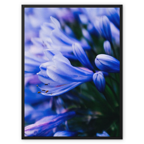And Flowers A, B 7 - Close-ups Canvas Print by doingly