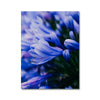 And Flowers A, B 6 - Close-ups Canvas Print by doingly