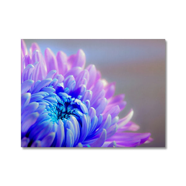 Chrysanne the Mum 6 - Close-ups Canvas Print by doingly