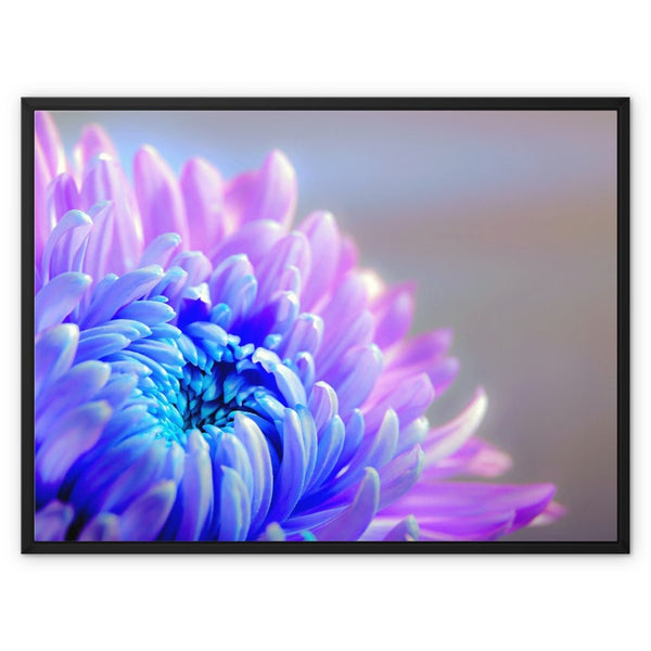 Chrysanne the Mum / Floating Frame- Close-ups Canvas Print by doingly