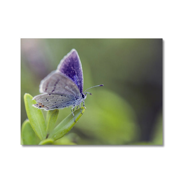 Mariposa In Focus 6 - Close-ups Canvas Print by doingly