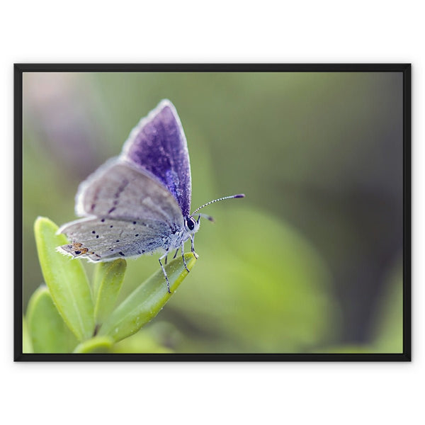 Mariposa In Focus 2 - Close-ups Canvas Print by doingly