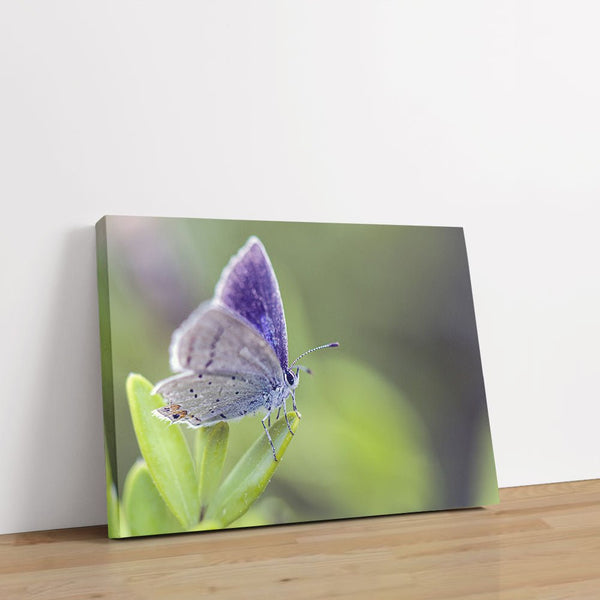 Mariposa In Focus - Close-ups Canvas Print by doingly