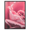 Passion - Close-ups Canvas Print by doingly
