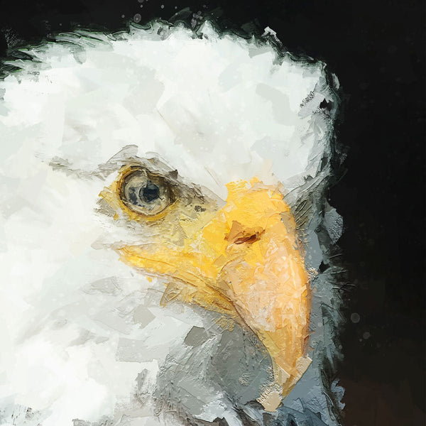 Portrait - Bald Eagle 2 - Animal Matte Print by doingly