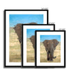 Portrait - Elephant 5 - Animal Matte Print by doingly