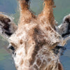 Portrait - Giraffe 2 - Animal Matte Print by doingly