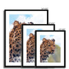 Portrait - Leopard 5 - Animal Matte Print by doingly