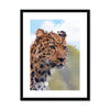 Portrait - Leopard 1 - Animal Matte Print by doingly