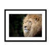 Portrait - Lion 1 - Animal Matte Print by doingly