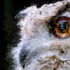 Portrait - Owl 2 - Animal Matte Print by doingly