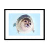 Portrait - Seal 1 - Animal Matte Print by doingly