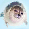 Portrait - Seal 2 - Animal Matte Print by doingly