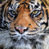 Portrait - Tiger 2 - Animal Matte Print by doingly