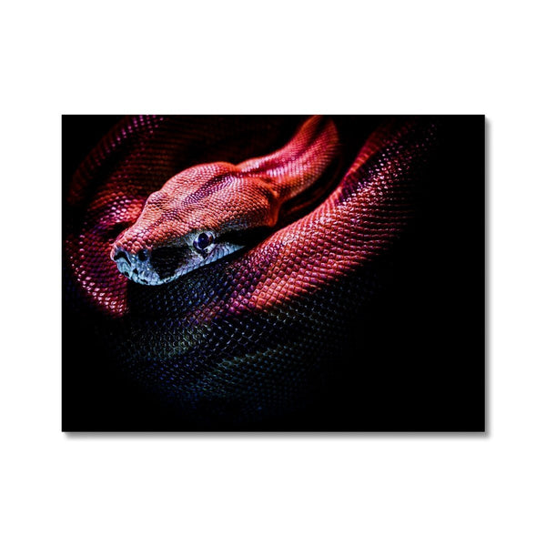 Quiet Coils 2 - Animal Canvas Print by doingly