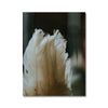 Shake a Feather - Animal Canvas Print by doingly