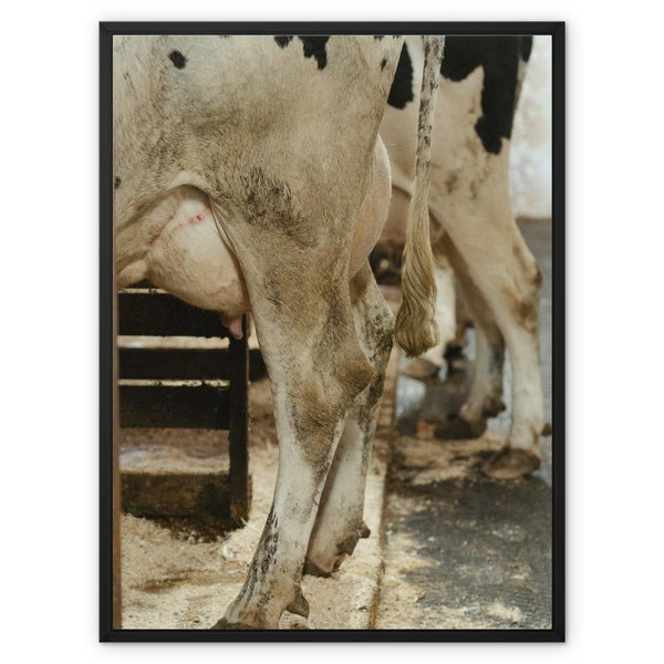 She's Got Legs 3 - Animal Canvas Print by doingly