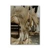 She's Got Legs - Animal Canvas Print by doingly