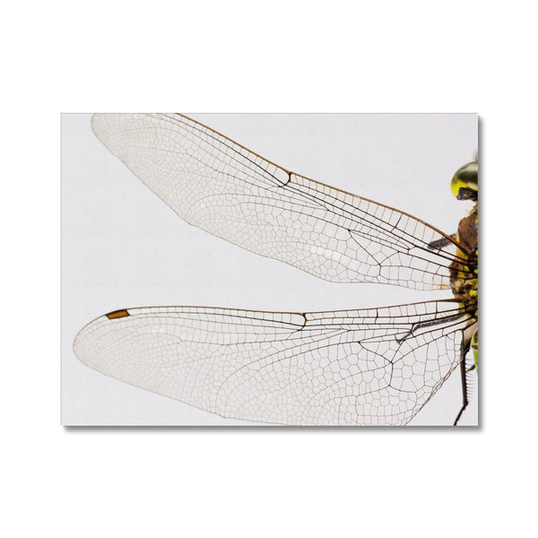 Spread Your Wings 2 - Animal Canvas Print by doingly