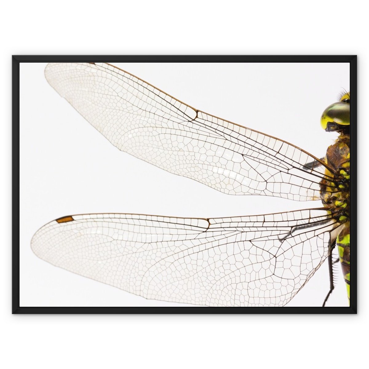 Spread Your Wings 3 - Animal Canvas Print by doingly
