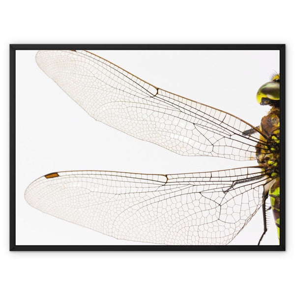 Spread Your Wings - Animal Canvas Print by doingly