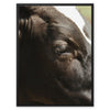 Whatchu Lookin' At? 3 - Animal Canvas Print by doingly